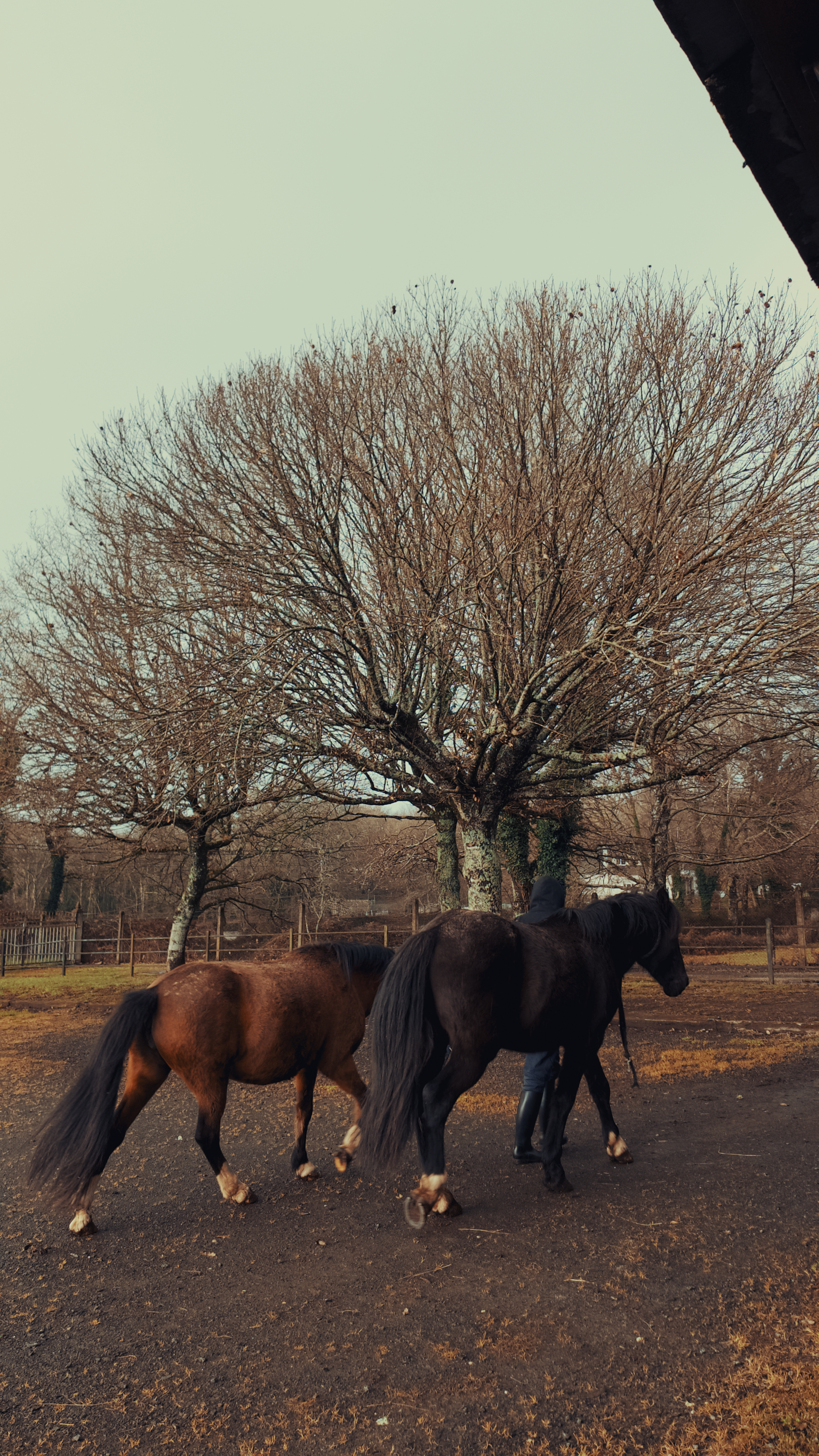 Centro hípico en Galicia - Hípica de Meire